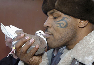 <p dir="ltr">Mike Tyson is known for many things. Boxer, heavyweight champion, convicted criminal, actor, the list goes on. But what you might not know is he’s also a gentle, loving pigeon caretaker.</p><p data-empty="true"><br></p><p dir="ltr">Pigeon breeder is actually Tyson’s longest-held title. He’s been doing it since he was ten years old, and it actually began his fighting career. The story goes, that a kid Mike knew ripped the head off of one when he was a kid and this monstrous act spurred Tyson to fight the kid and win. He realized he had a talent for it. But he never forgot where he came from. At the end of the day, he’s a champion for birds.</p><p data-empty="true"><br></p><p dir="ltr">Now he takes care of his pigeons on a ranch in Paradise Valley, apparently tending to over three-hundred and fifty of them.&nbsp;</p><p dir="ltr"><br></p><p dir="ltr">&nbsp;Who knew? Iron Mike has a heart as soft and light as a feather.</p>