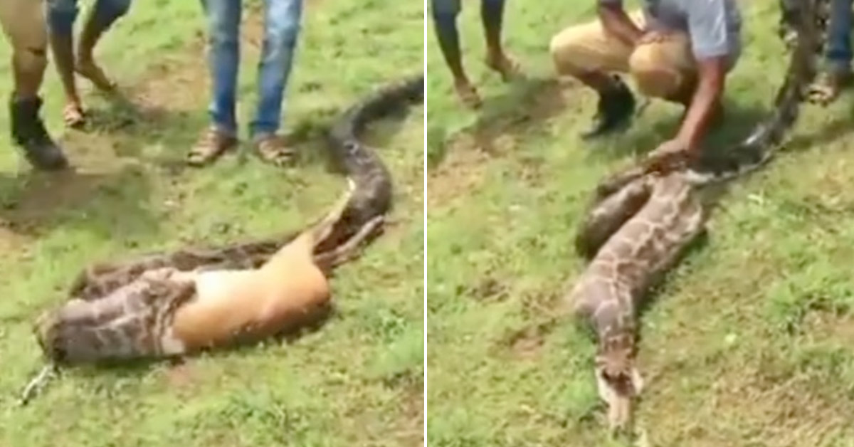 Watch a Python Swallow a Gazelle Whole