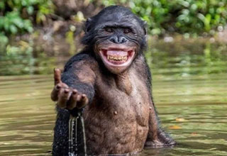 <p dir="ltr">When we humans smile at each other it usually means “Hi!” or “I’m happy to see you!” or “I’m not about to viciously attack you!” However, for other members of the primate family, it can mean the exact opposite.</p><p data-empty="true"><br></p><p dir="ltr">Chimpanzees bare their teeth to express fear, and when they’re backed into a corner, they’ll protect themselves from a perceived threat the only way they know how: by completely mutilating it.</p><p data-empty="true"><br></p><p dir="ltr">Even a strong grown man is no match for the primal fury of a great ape, so if you see a monkey smiling and reaching out its hand, don’t go for a handshake. At least, if you want to keep that arm attached to your body.</p>