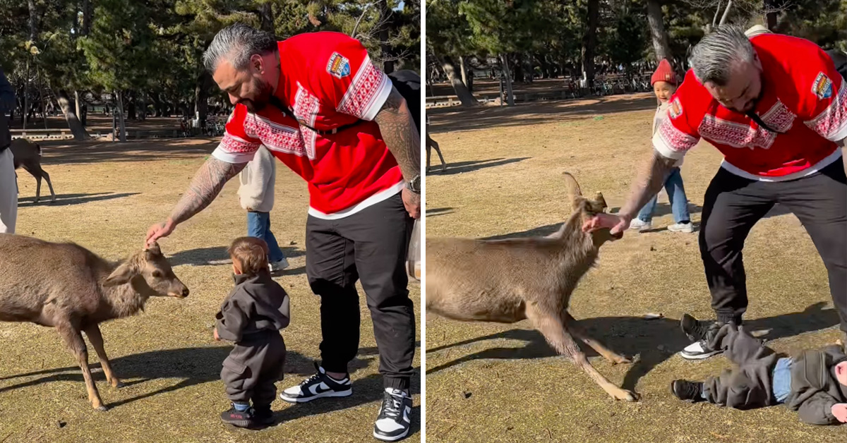 Kid Gets Knocked Flat by a Deer