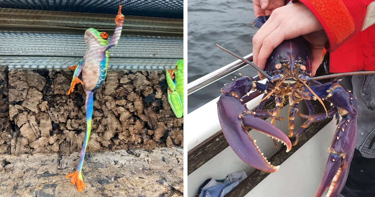 Fun Photos of Life, Nature, and Optical Illusions