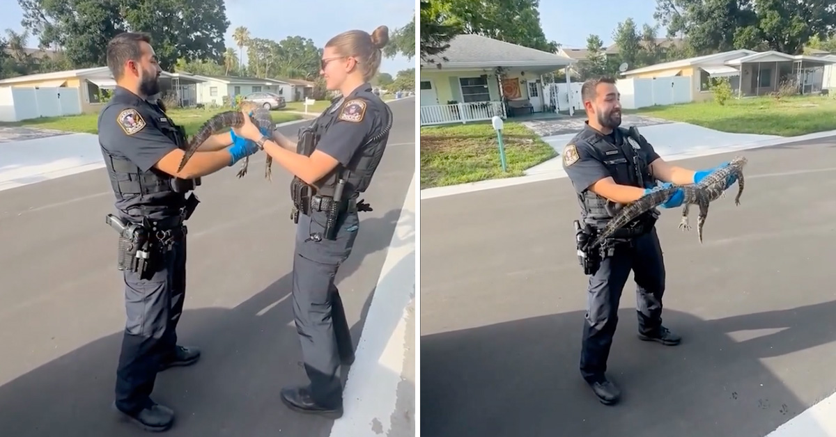 Watch a New York Cop Handle an Alligator for the First Time After Moving to Florida