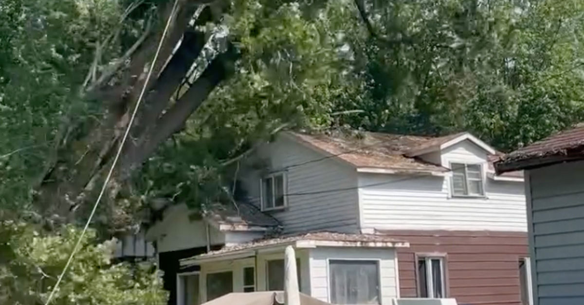 People Keep Cutting Down Trees Into Their Own Houses