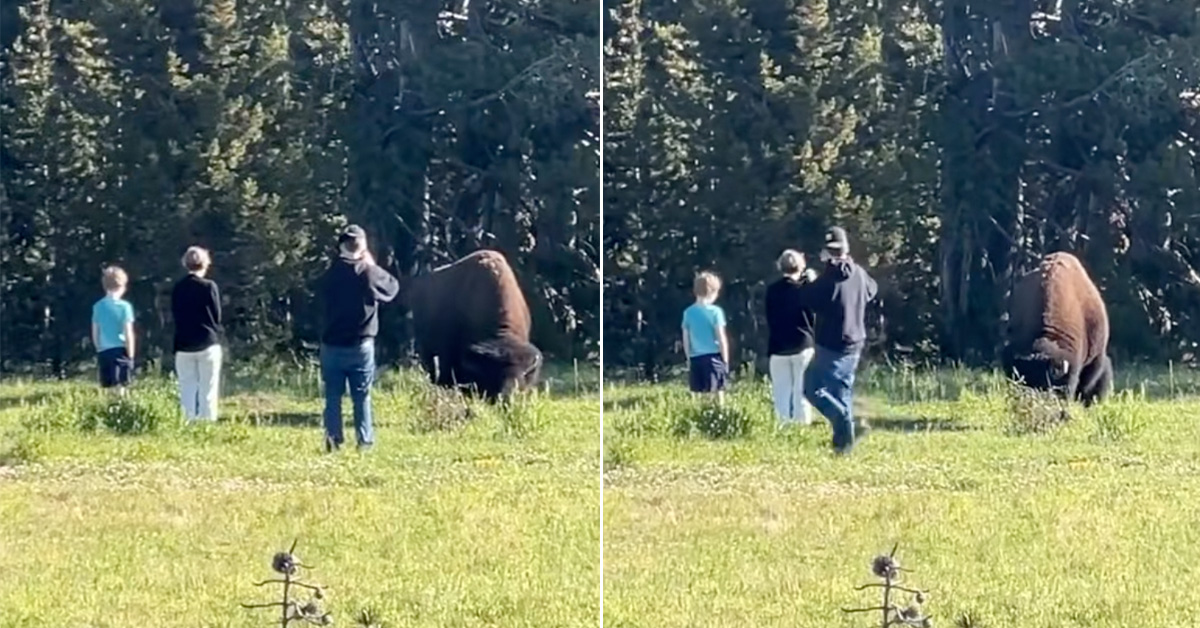 Tourists Keep Getting Way Too Close to Bison
