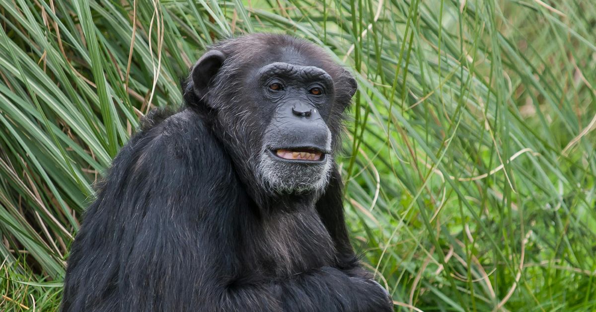 Chimpanzees Have Started Sticking Grass in Their Butts As A Fashion Statement