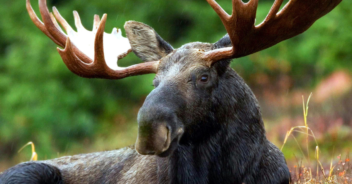 A Popular Hiking Trail Has Been Closed for a Month Because One Moose Refuses to Move