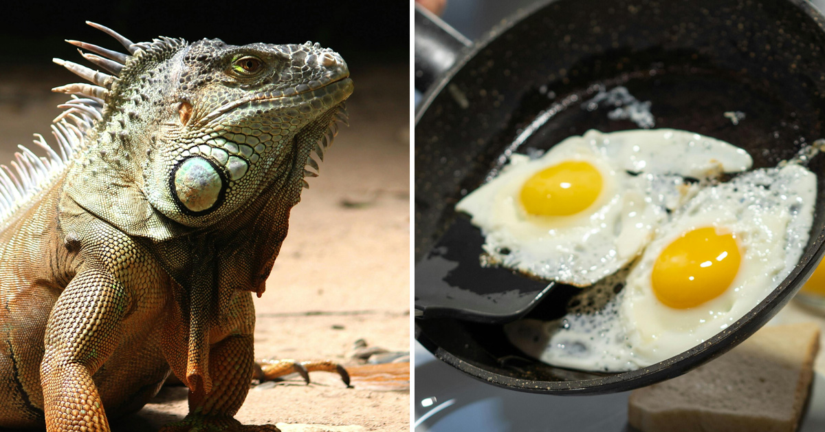 Normal Eggs Too Expensive? Well, You Can Now Eat Iguana Eggs