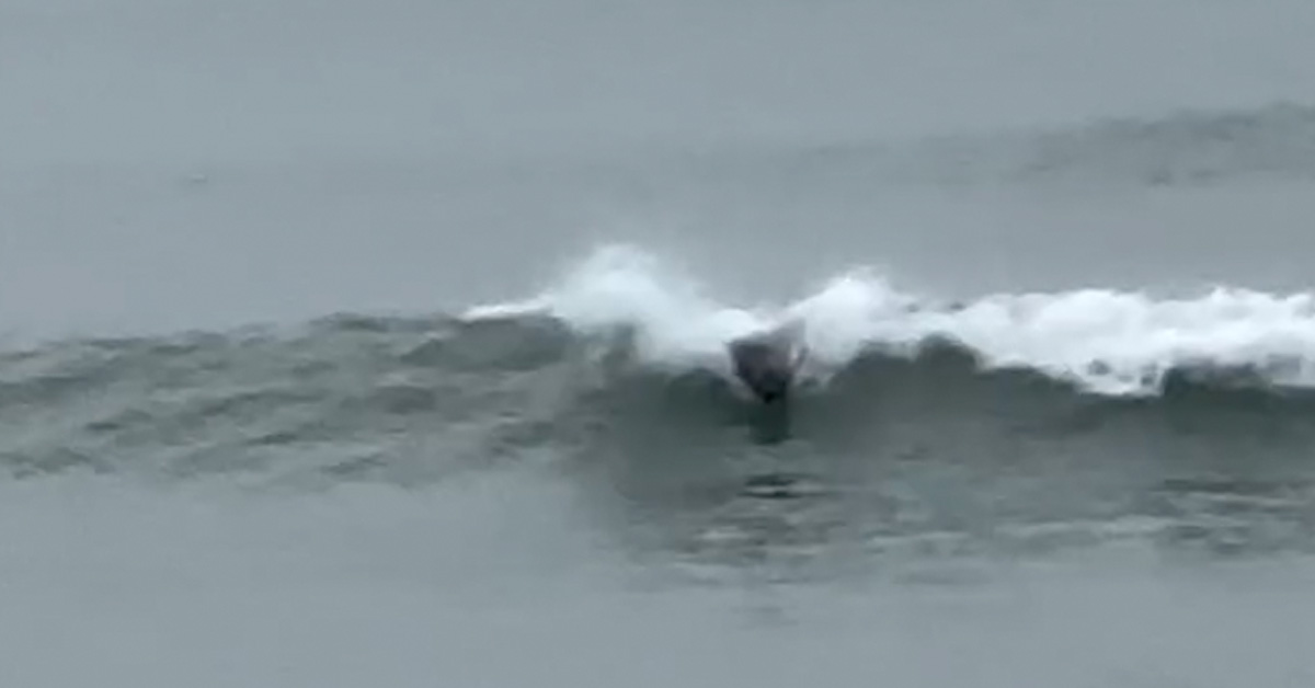 A Wild Seal Taught Himself to Surf, and He’s Really Good at It