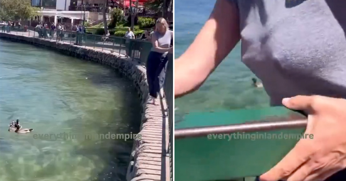 Angry Lady Tries to Stop Male Duck From Mating With Female Duck