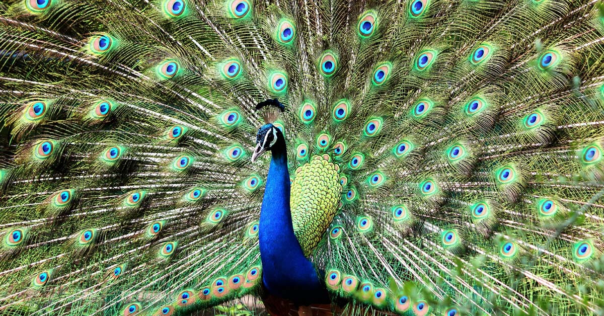 Someone Keeps Stealing Peacocks From This California Hotel