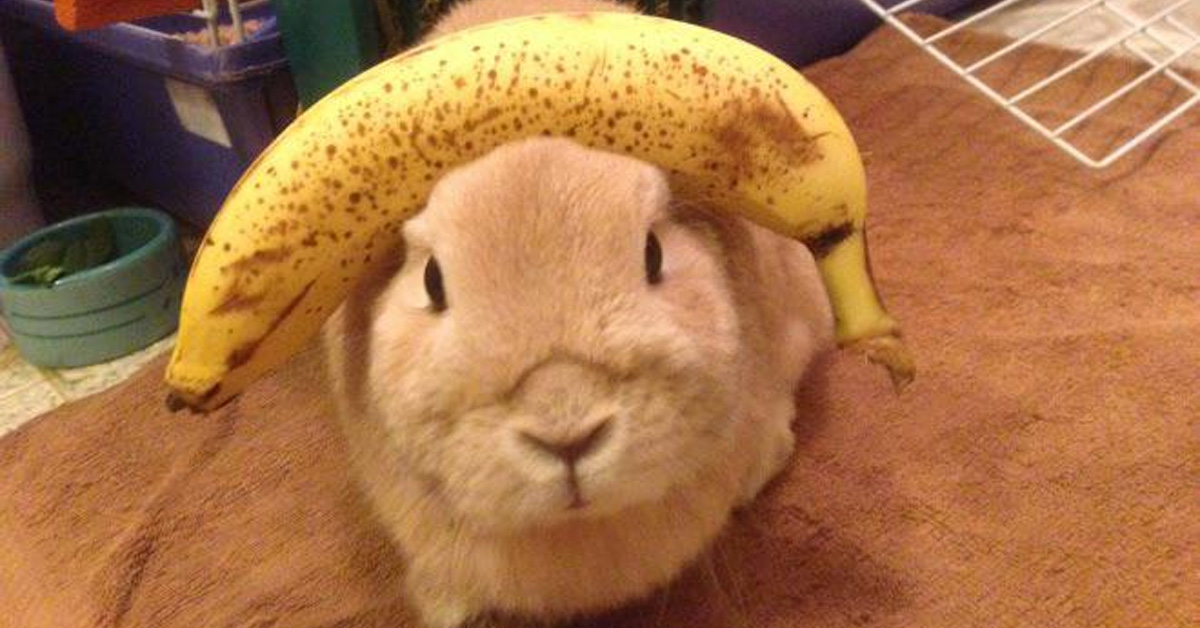 The Size Of 15 Things Measured Against A Banana