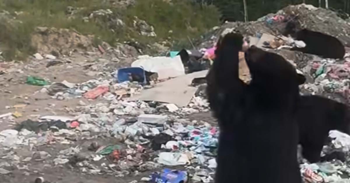 Black Bear Caught Chugging Iced Tea at a Landfill