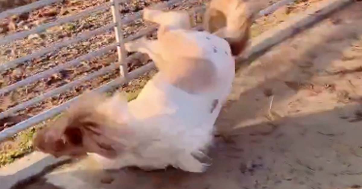 Stupid Pony Slips and Falls on Its Stupid Massive Face