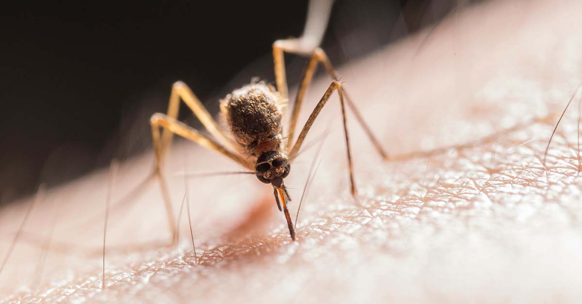 We May Have Just Genetically Engineered Malaria Out of Mosquitoes