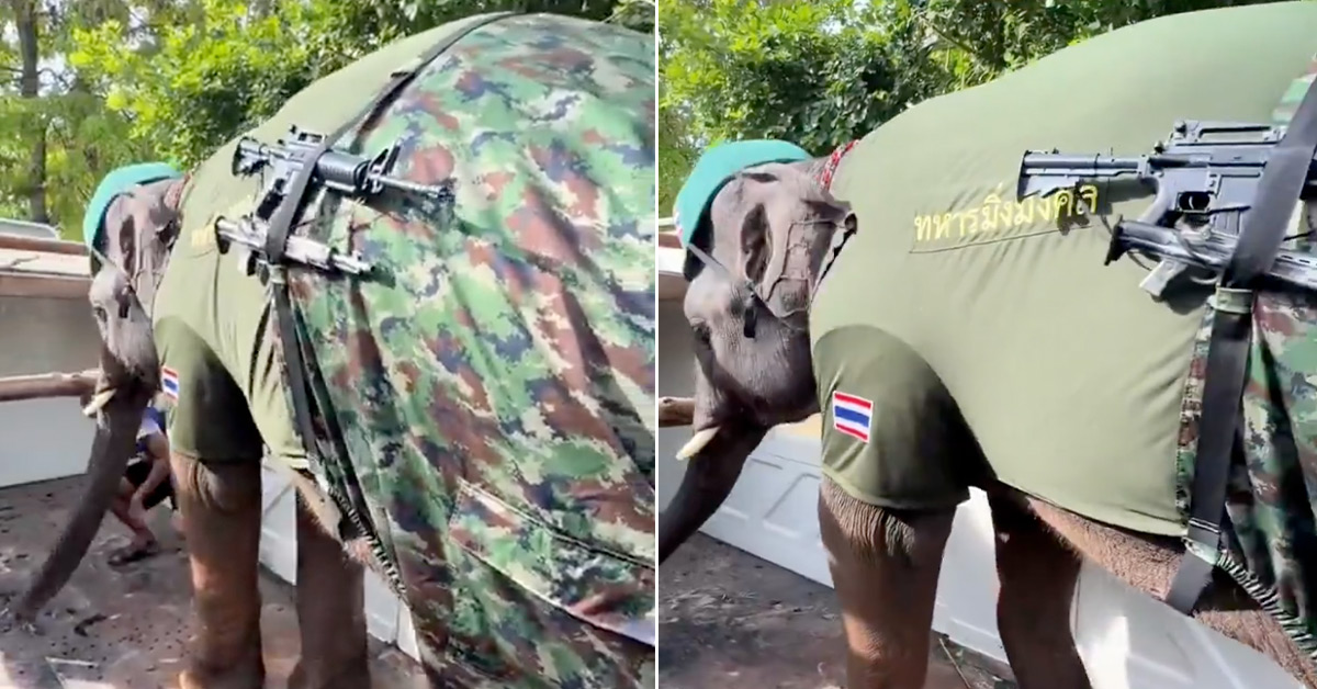 The Thai Army Has Deployed Elephants Along the Cambodian Border