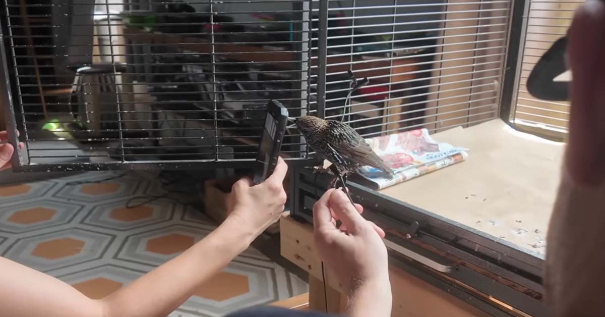 Dude Figures Out a Way to Save an Image to a Bird