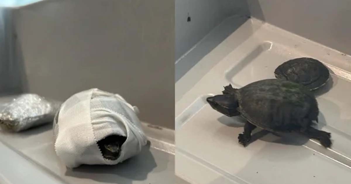 Someone Tried to Sneak Turtles Onto a Plane in Their Bra