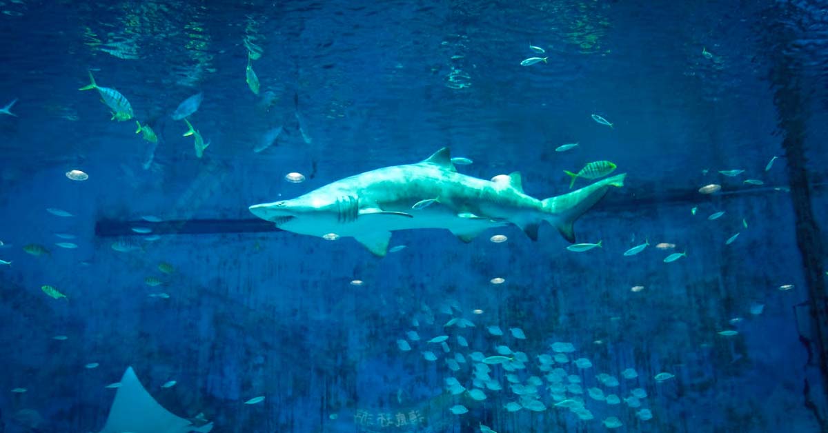 The U.S. Government Is Trying to Stop Sharks from Eating Fish