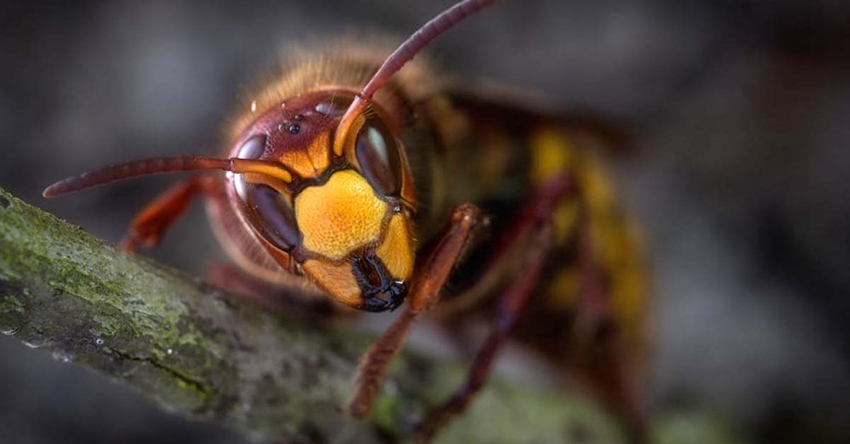 Scientists Have Discovered Radioactive Wasps in South Carolina
