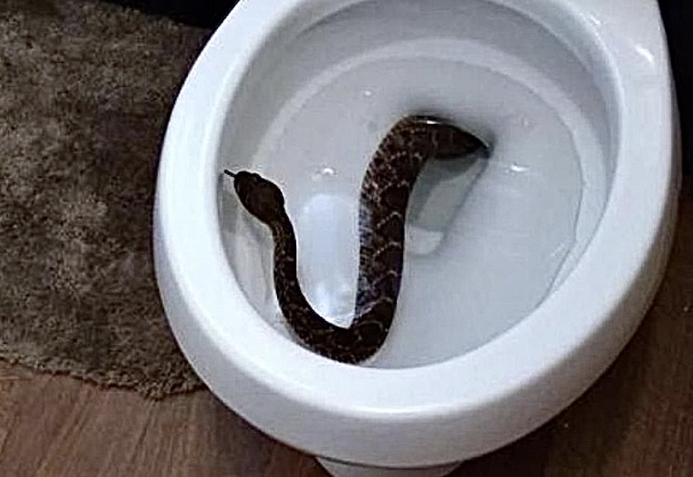 20 Photos Of Rattlesnakes Where They Shouldn’t Be