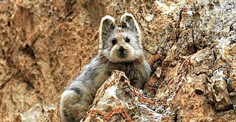 The 20 Rarest Things On Earth