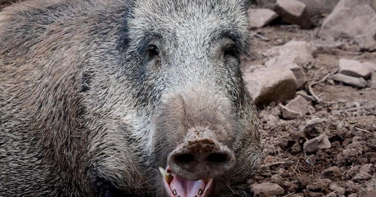 Florida Officials Beg People Not to Eat Feral Hogs After Man Is Hospitalized With Rare Infection