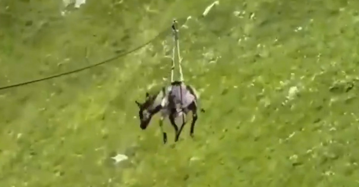 Russians Sent a Donkey Down a Zipline, and the Police Say It Wasn’t Technically Illegal