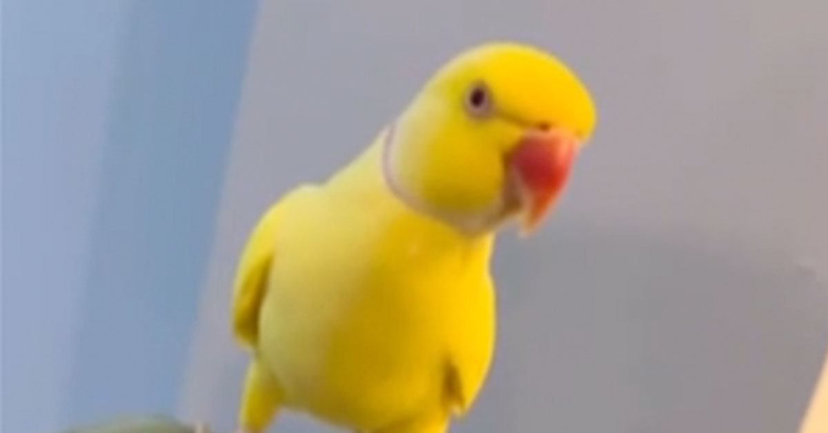 Gang Arrested After Talking Parrot Repeats Their Crimes