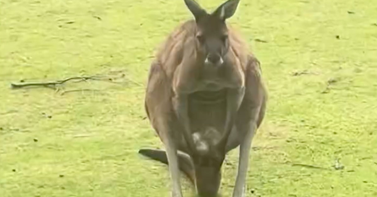 Australian Golfer Catches Kangaroo Playing With a Different Set of Balls