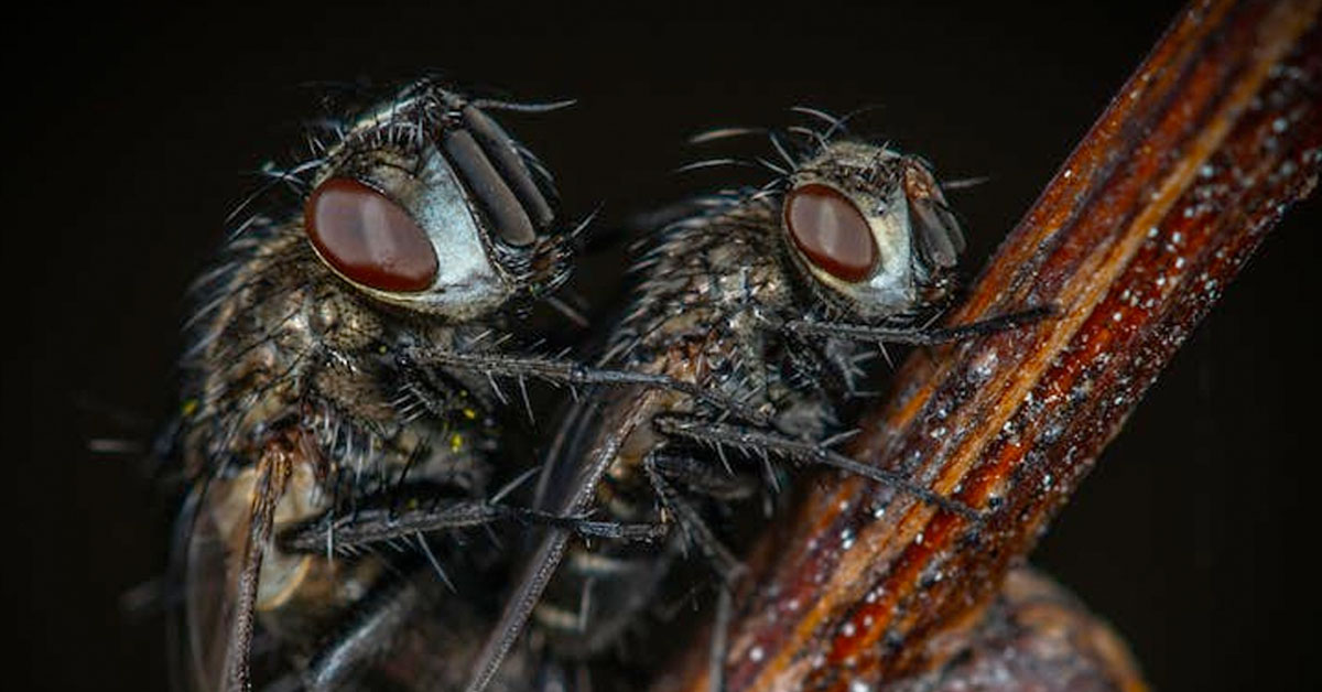 Flesh-Eating Flies Are About to Invade Texas