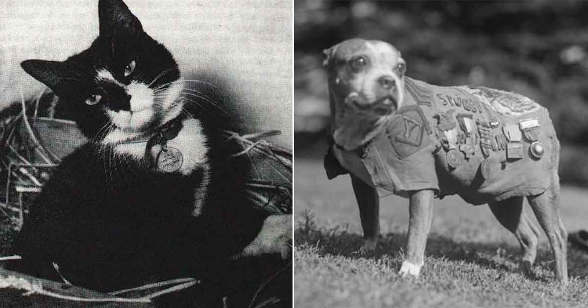 History's Most Decorated Combat Animals