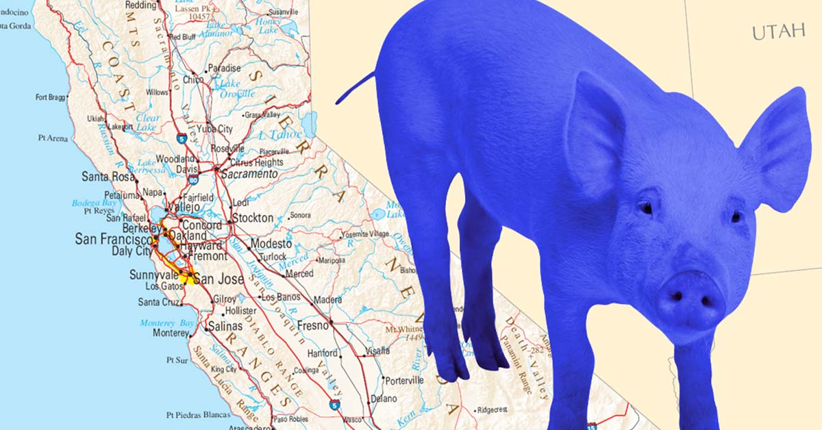 Something Is Turning Wild Pigs in California Neon Blue