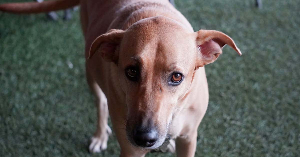 Climate Activists Say You Should Get Rid of Your Dog