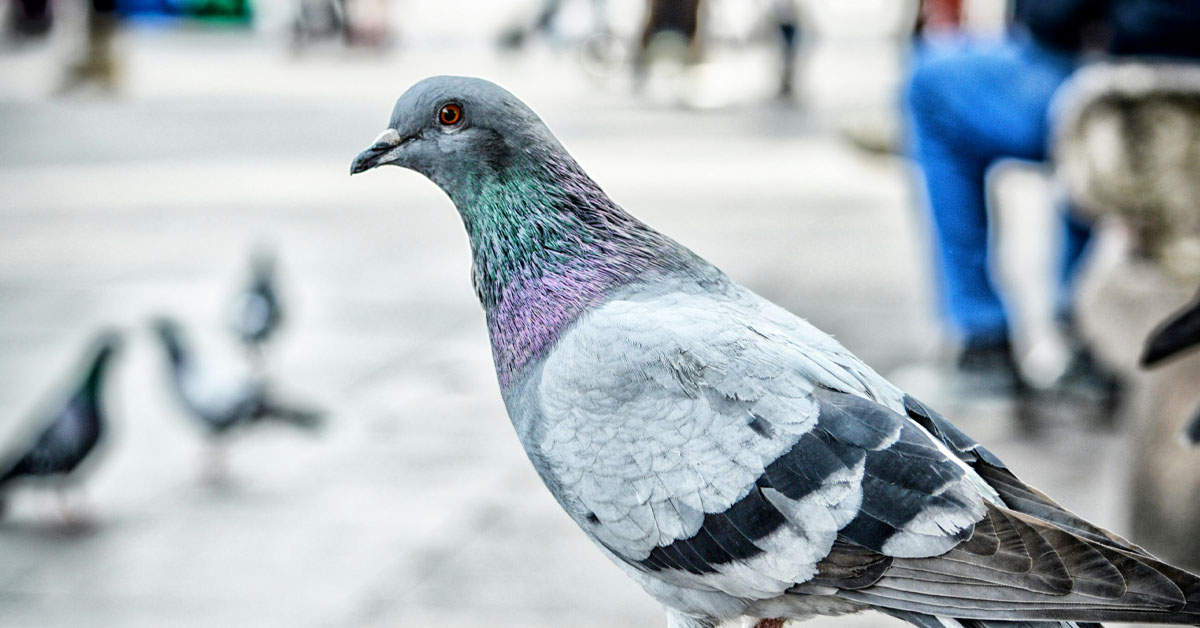 Someone Taught a Pigeon to Commit International Crime