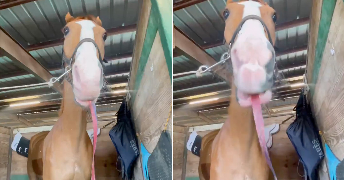 Horses Love Eating Fruit Roll-Ups