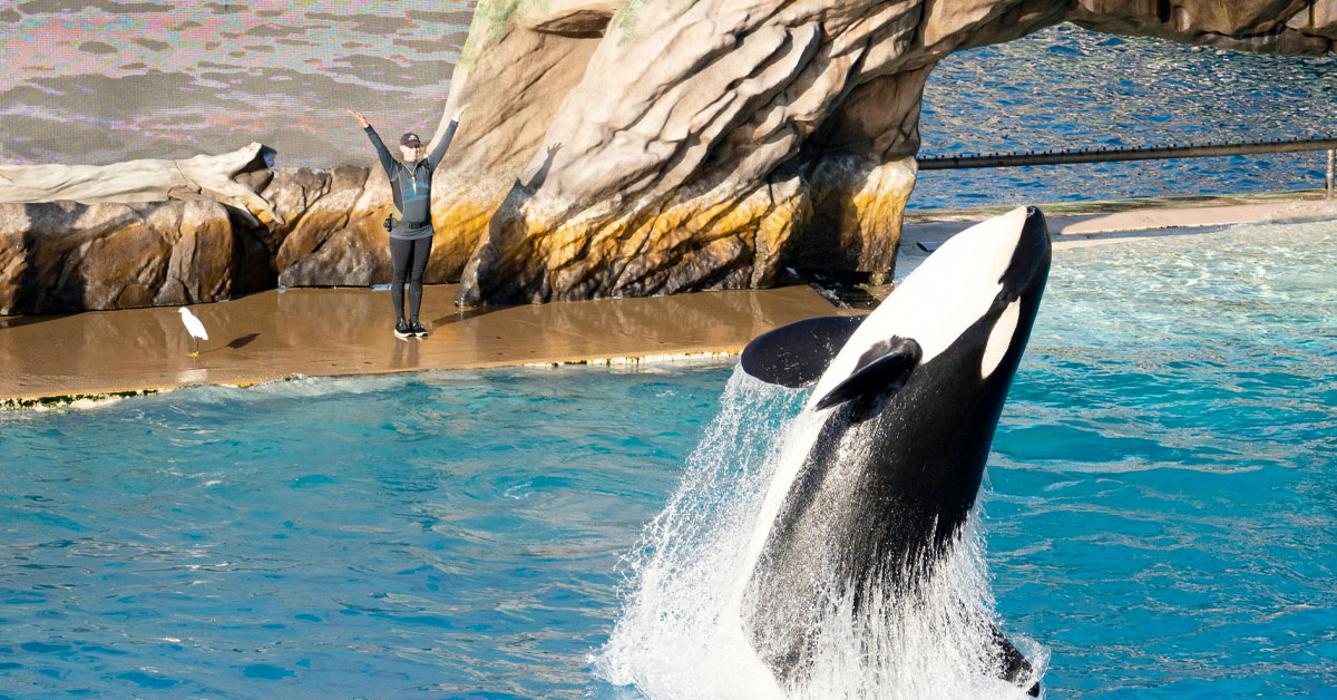 Zoos Are Whacking Off Orcas to Stop Them from Inbreeding