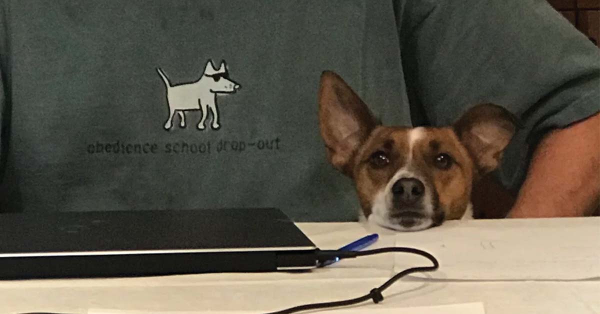 'Bad Dog’ Stories That Are More Mischief Than Mean