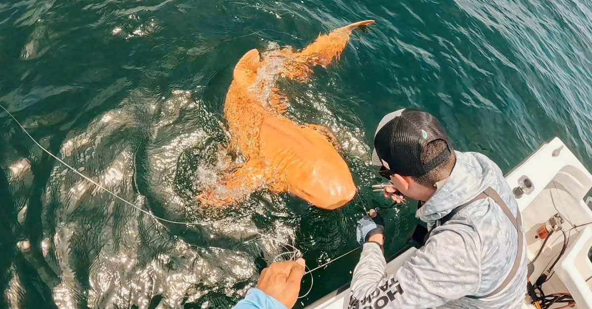 New Type of Shark Just Dropped