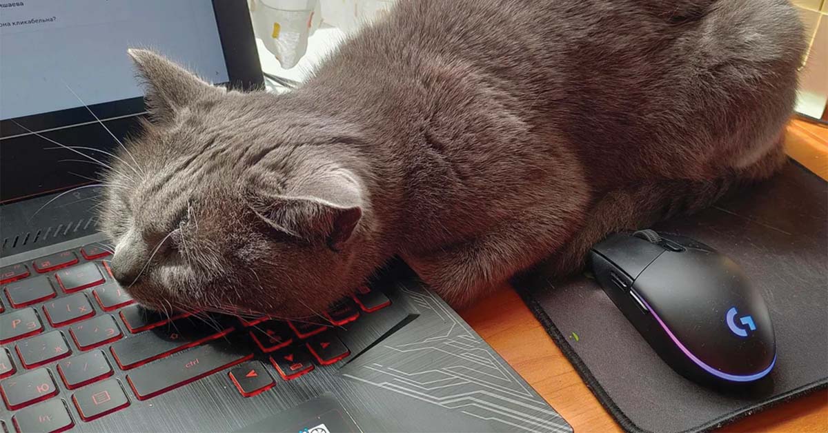 Cats Doing Exactly What Cats Do