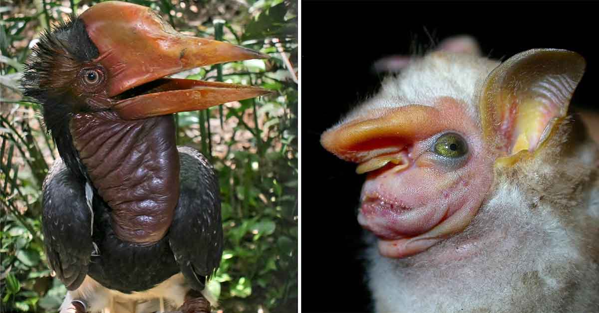 Check Out These Weird Animals You Didn't Know Existed