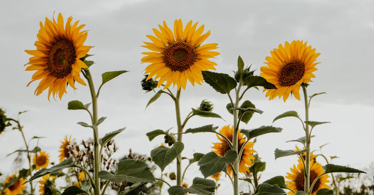 A Missouri Man Is in a Four-Year Fight With the Government to Allow Him to Grow Sunflowers