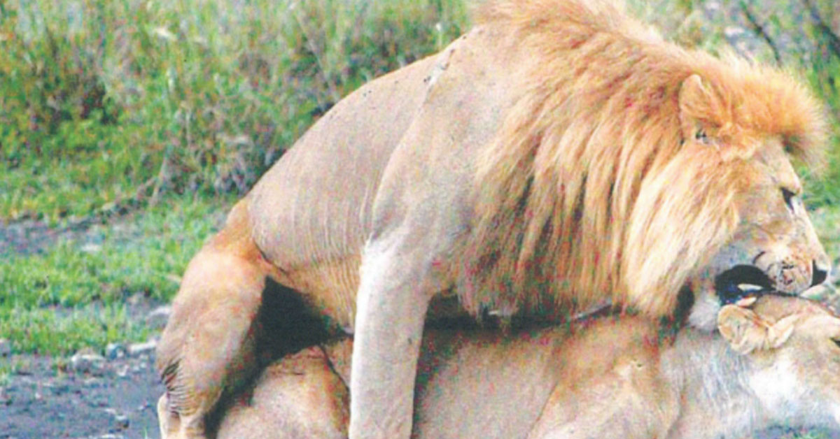 Epstein’s ‘Birthday Book’ Has a Lot of Pictures of Animals Getting It On