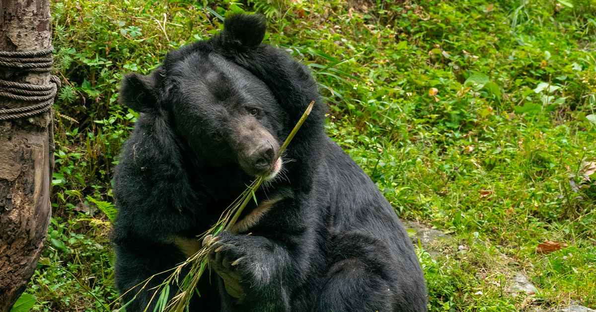 Cornell University Reluctantly Admits That You’re Allowed to Hunt, Skin and Cook a Bear in Their Dorms After Two Students Do Just That