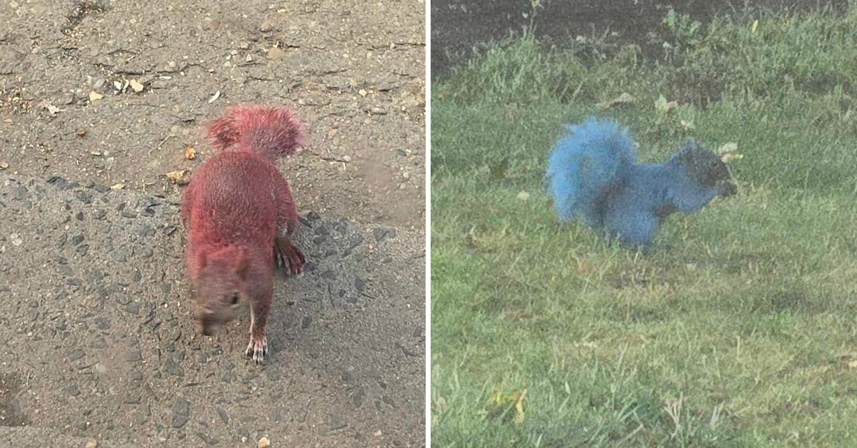 Someone in Connecticut Keeps Painting Squirrels, and No One Knows Why