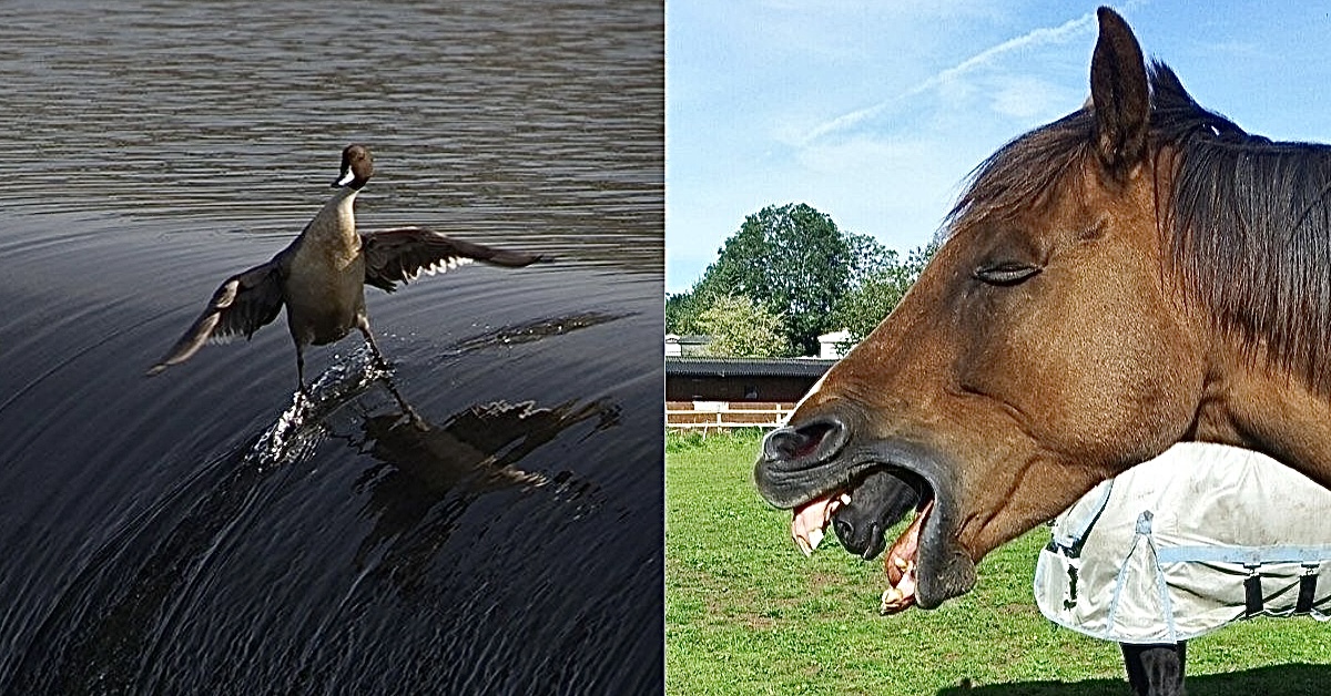 Interesting Photos That Really Stick The Landing