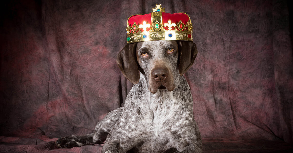 Man Claiming to Be Time Traveler Says Dogs Will Rule Earth By 2087 