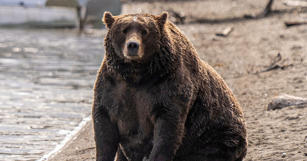 The Polls Are Open for Fat Bear Week