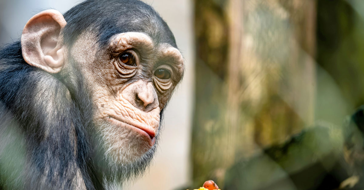 New Study Finds That Wild Chimps Are Constantly Buzzed