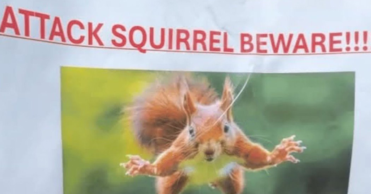 ‘Attack Squirrels’ Are Terrorizing a California Town 