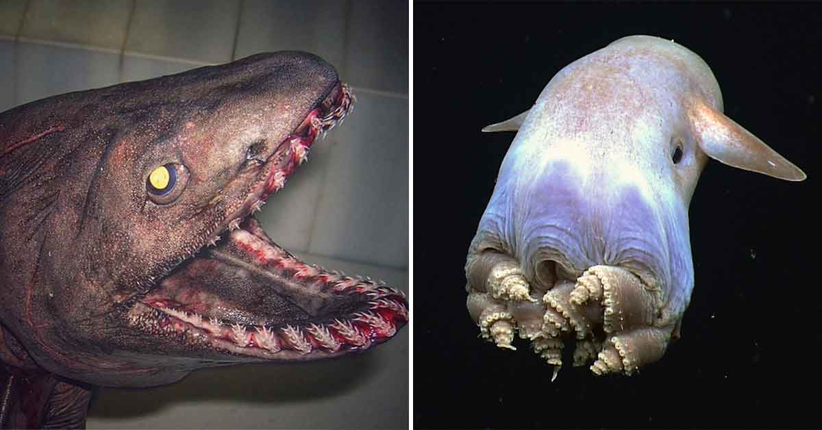 Creatures From Deep That Are, But Aren't of This World